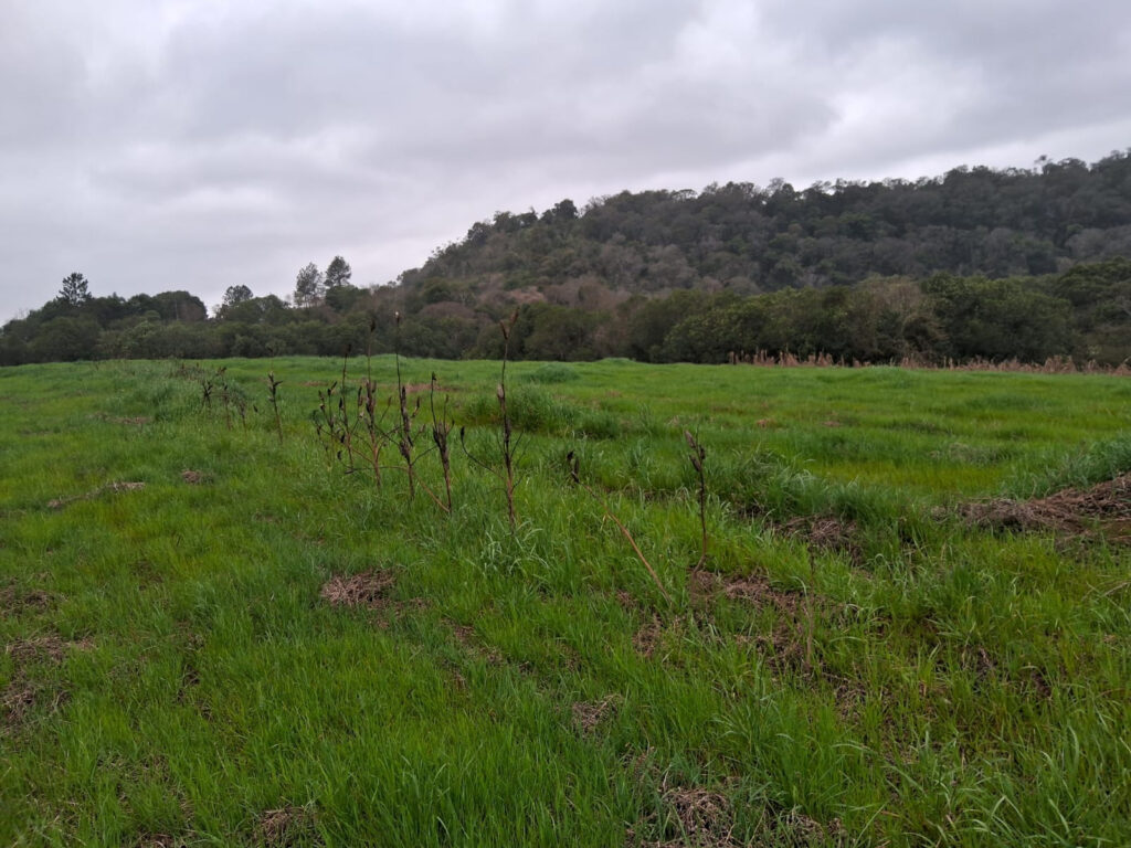 terra indigena rio das cobras pr